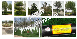 xx公园养护项目服务方案